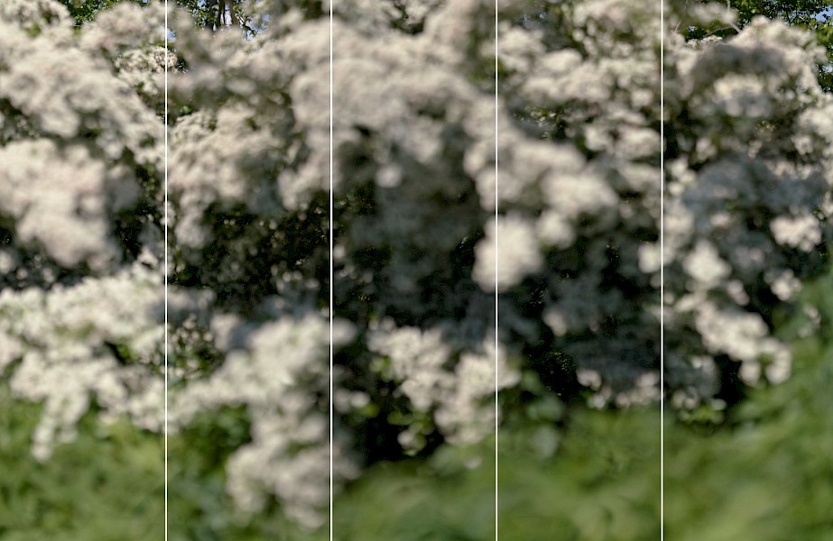 rr_fsta_06_hvo_gaze_multiple-hawthorn_2021.jpeg