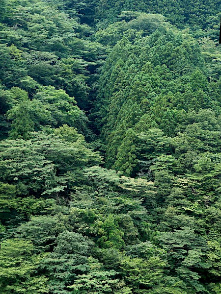 sea_of_trees_2_hiryczukvanoevelen_2016.jpg